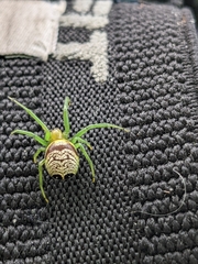 Bijoaraneus praesignis