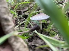 Lepiota castaneidisca