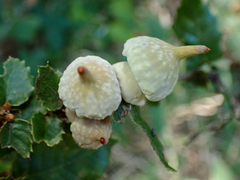 Heteroecus sanctaeclarae