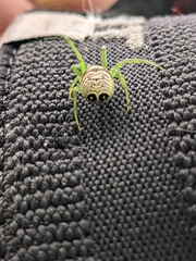 Bijoaraneus praesignis