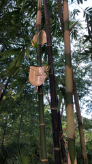 Bambusa vulgaris