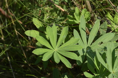 Lupinus polyphyllus