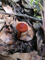Cortinarius sanguineus