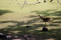 Gallicrex cinerea