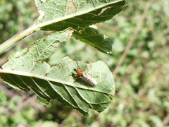 Bibio hortulanus