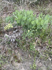 Baptisia bracteata