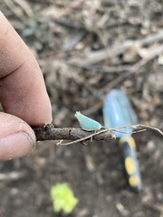Flatormenis proxima