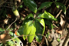 Actephila mooreana