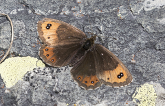 Erebia montanus