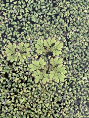 Azolla rubra