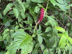 Phytolacca acinosa