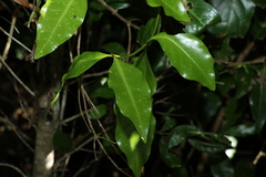 Actephila mooreana