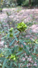 Ludwigia alternifolia