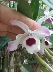 Dendrobium nobile