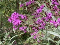 Vernonia