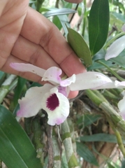 Dendrobium nobile