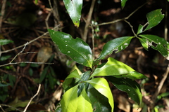 Actephila mooreana