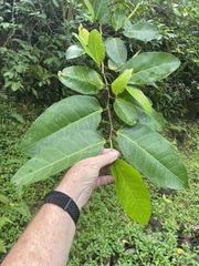 Annona glabra