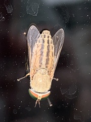 Tabanus lineola