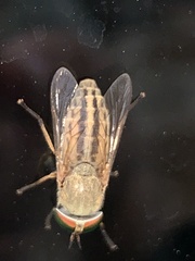 Tabanus lineola