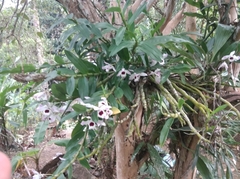 Dendrobium nobile