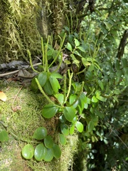 Peperomia