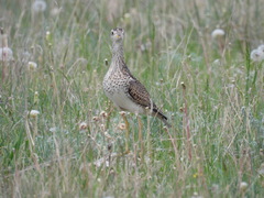 Bartramia longicauda