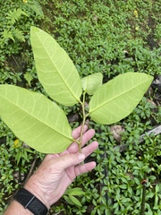 Annona glabra