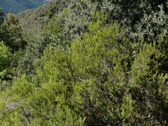 Erica arborea