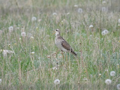 Bartramia longicauda