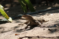 Varanus nebulosus