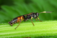 Ichneumon confusor