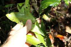 Actephila mooreana