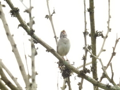 Ammodramus humeralis