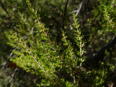 Erica arborea