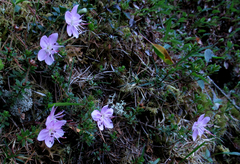 Rhodothamnus chamaecistus