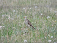 Bartramia longicauda