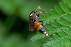 Ichneumon confusor