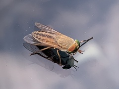 Tabanus lineola