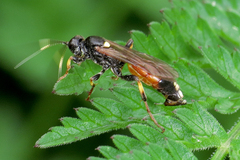 Ichneumon confusor