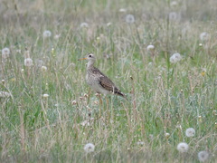 Bartramia longicauda