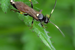 Ichneumon confusor