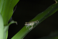 Scinax littoralis