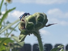 Chrysidoidea
