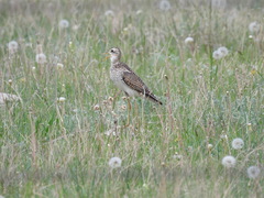 Bartramia longicauda