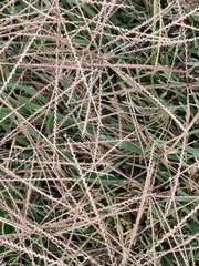 Chloris verticillata
