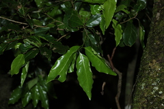 Actephila mooreana