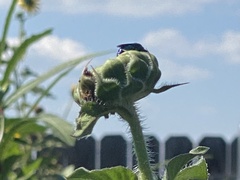Chrysidoidea
