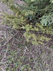 Juniperus communis