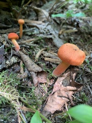 Hygrocybe miniata